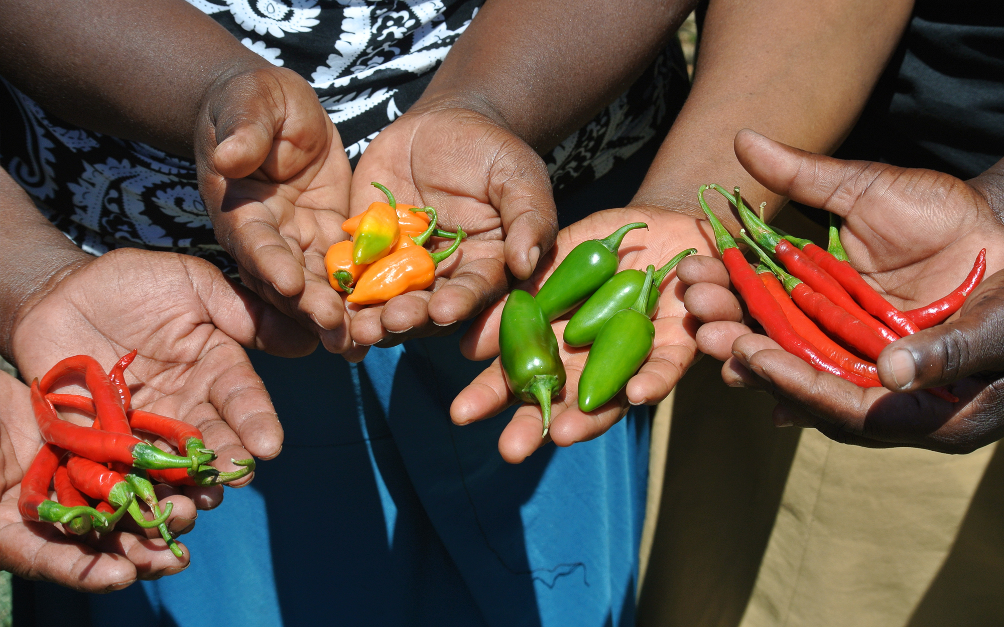 2) Organic chillies