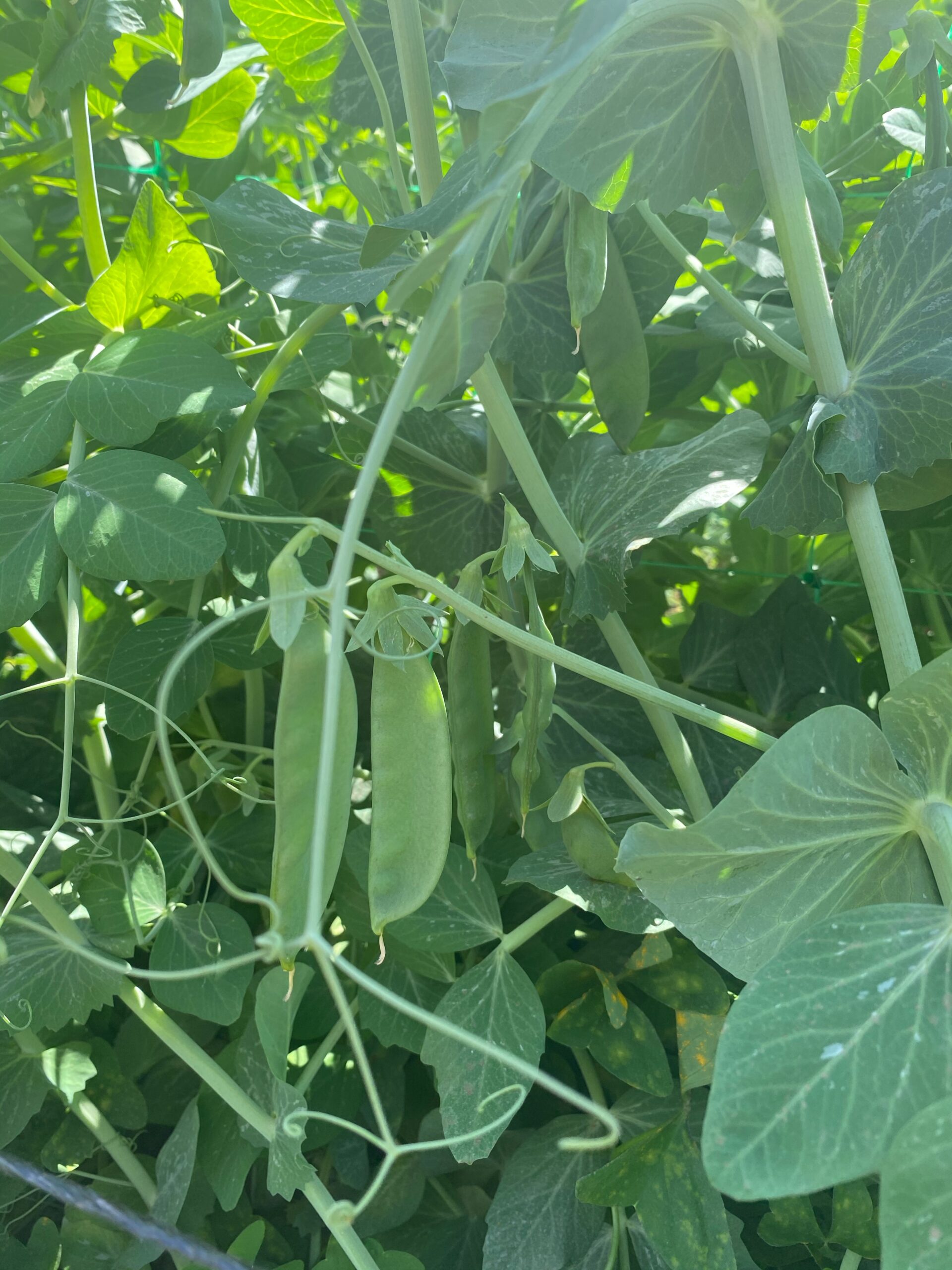 ANS Peas 2
