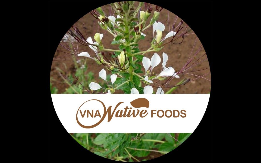 VNA Native