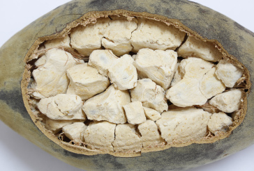 baobab_fruit