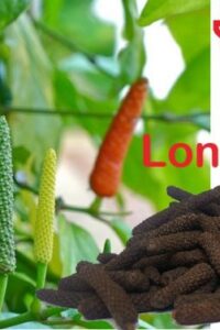 long-pepper-768x376 long-pepper-768x376